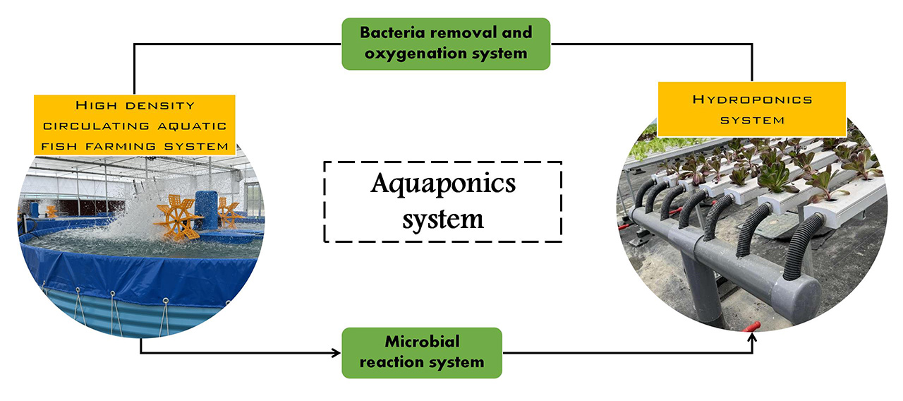 Aquaponics-System-Produkt-Betriebsprinzip