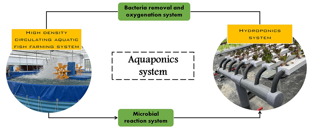 Aquaponics-sistèm-pwodwi-operasyon-Principe
