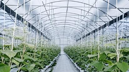 Greenhouse Insect Netting
