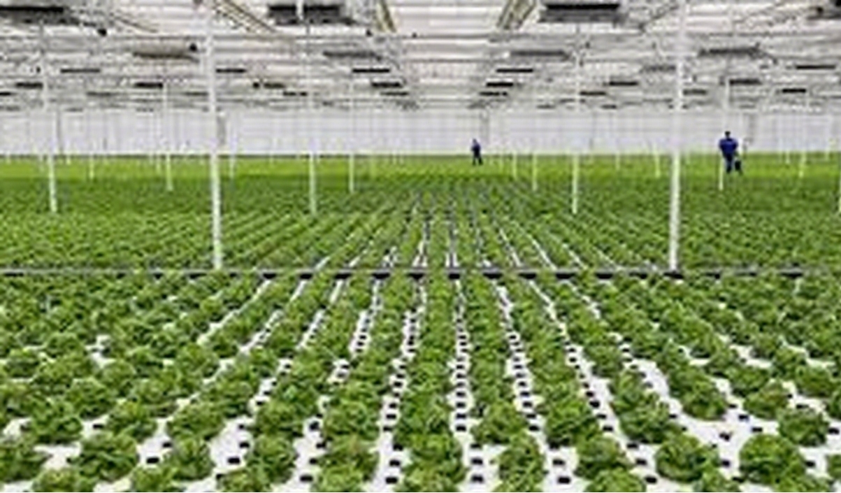 GreenhouseInvestment