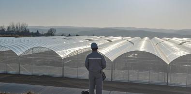 GreenhousePestControl