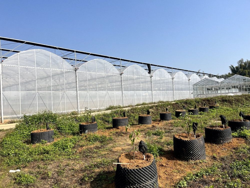 Gutter connected greenhouse (3)