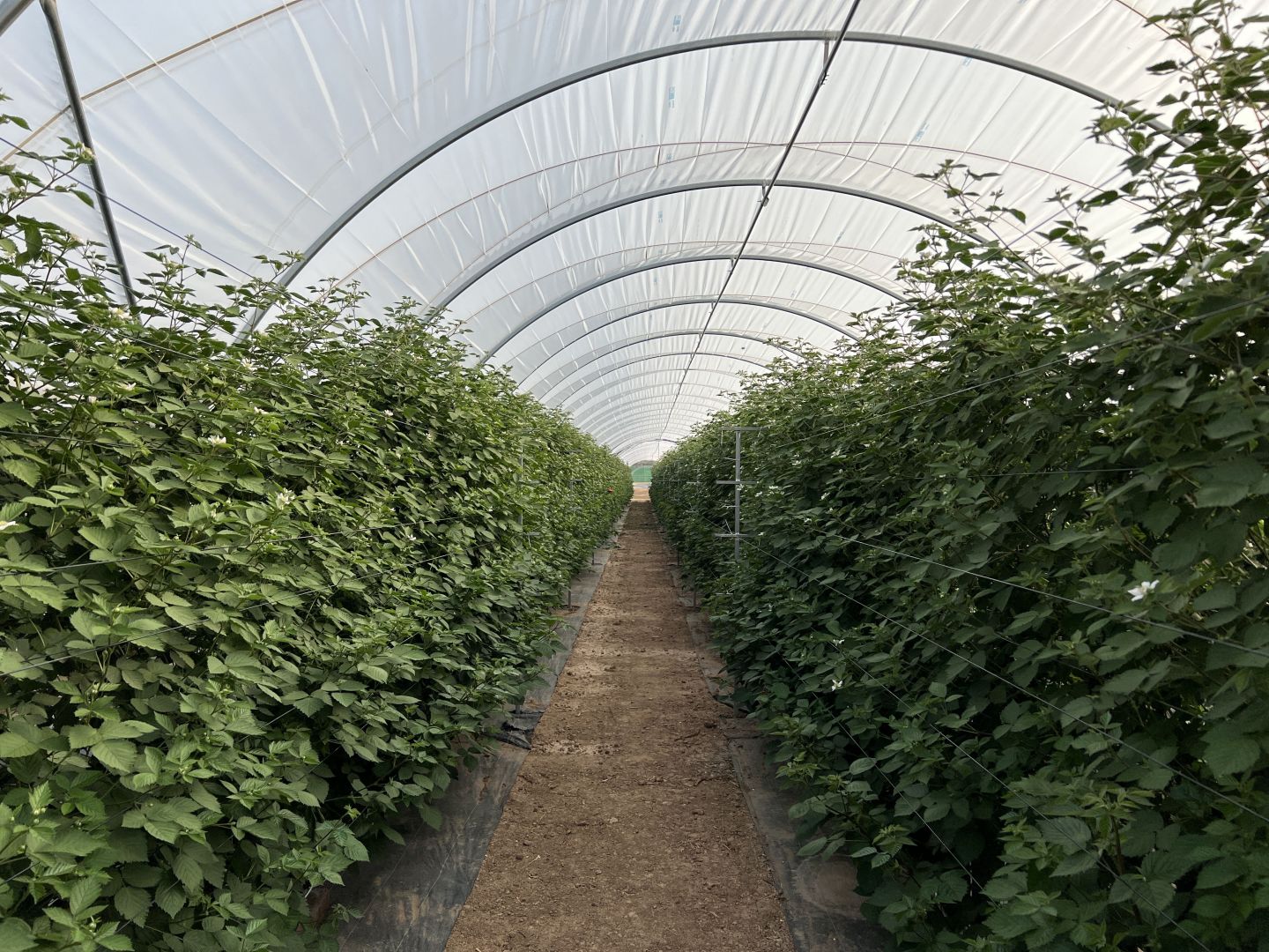 Multi-bay greenhouses