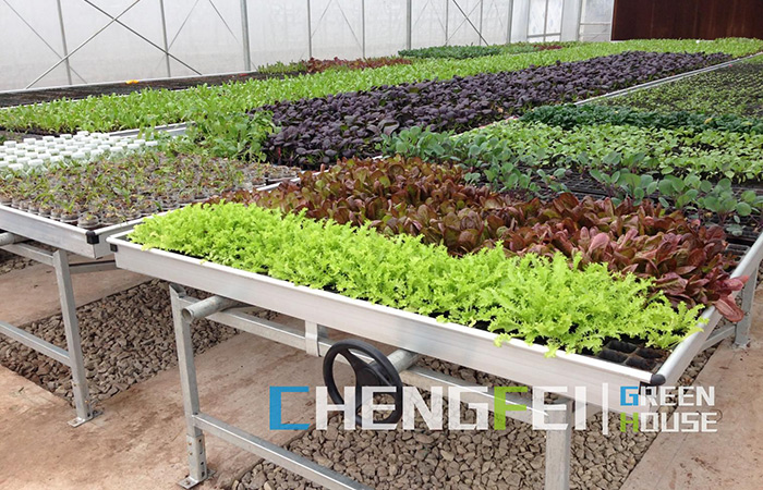 Multi-span-plastic-film-greenhouse-no-seedlings