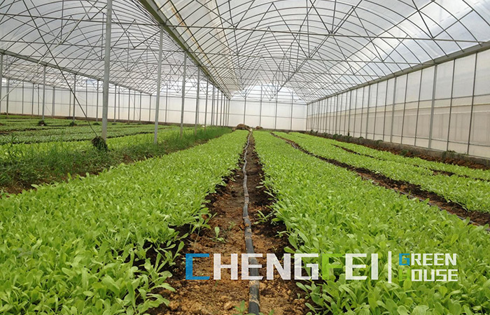 Multi-span-plastic-film-greenhouse-no-seedlings