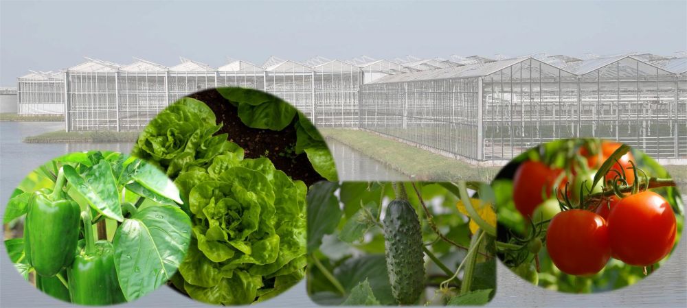 I-P1-iVegetable greenhouse 1