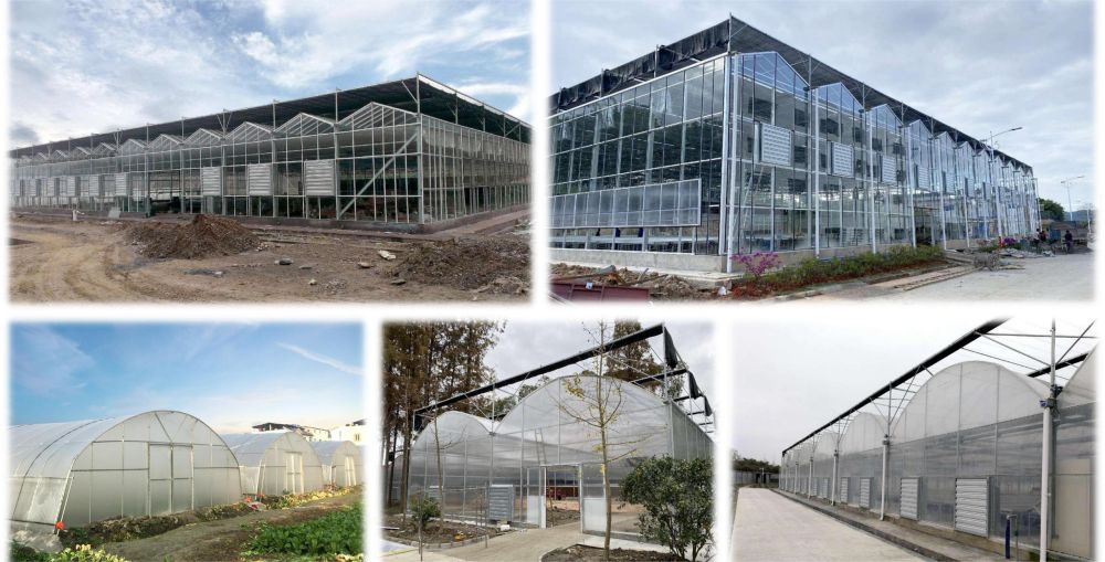 Uhlobo lwe-P2-Vegetable greenhouse