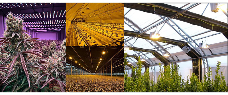 P3--Greenhouse Lighting