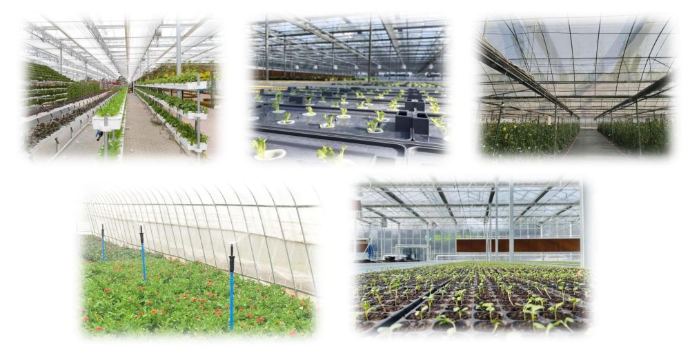 P3-Vegetable greenhouse applications ສະຖານະການ