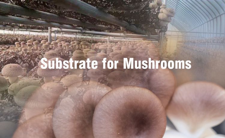 I-P3-mushroom greenhouse