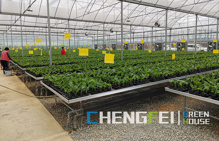 PC-sheet-greenhouse-kanggo-seedling