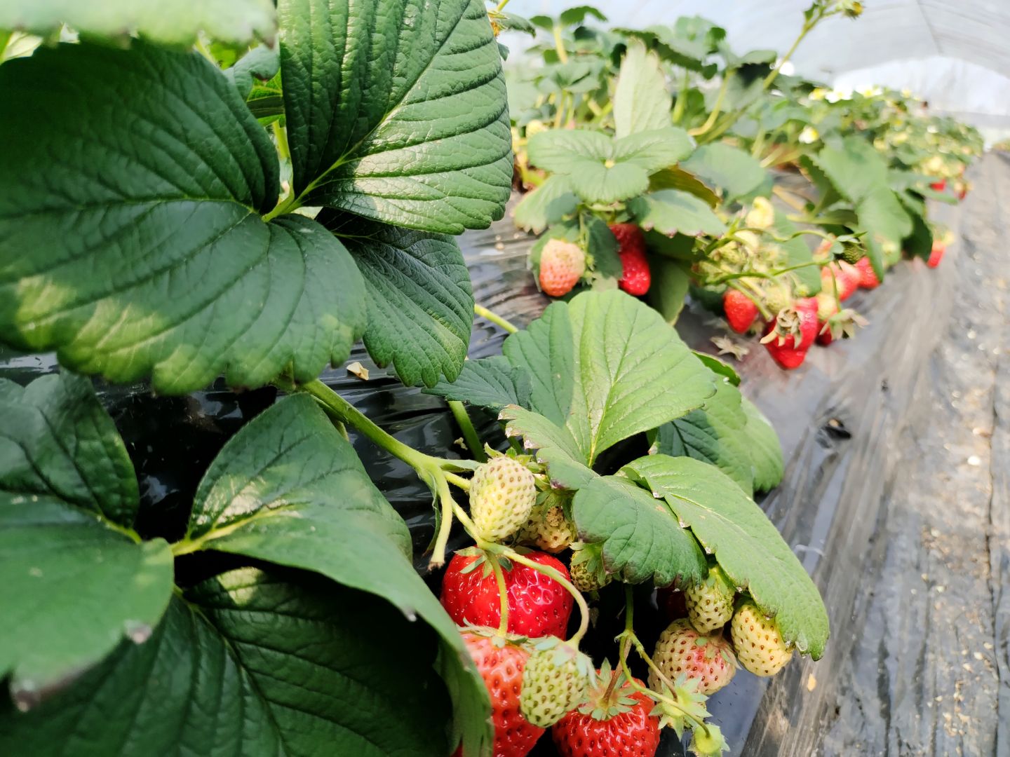 Strawberry greenhouse