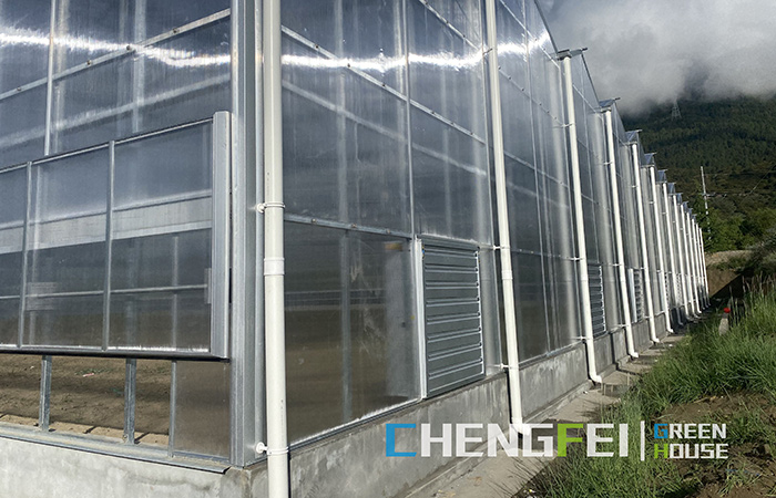 Venlo-mofuta-PC-sheet-greenhouse