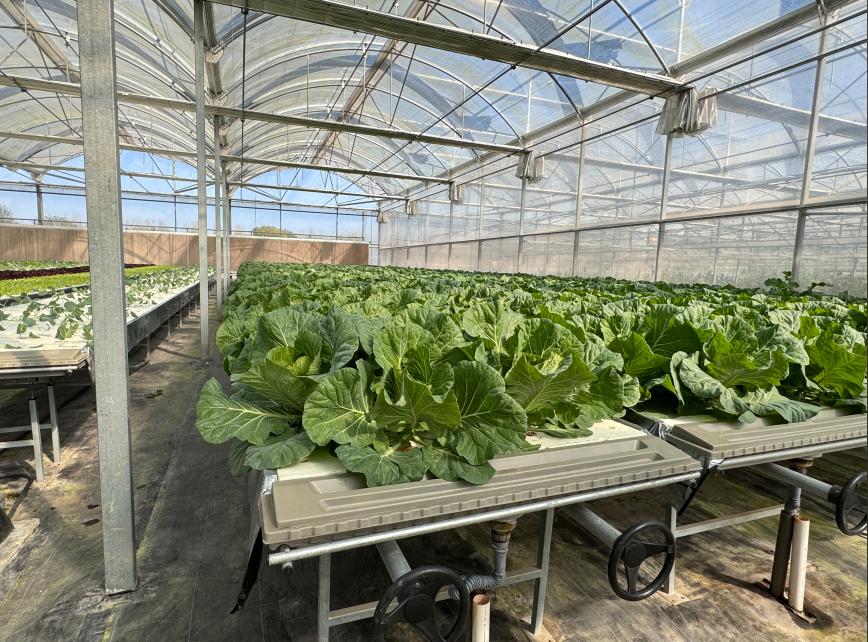 glass greenhouses