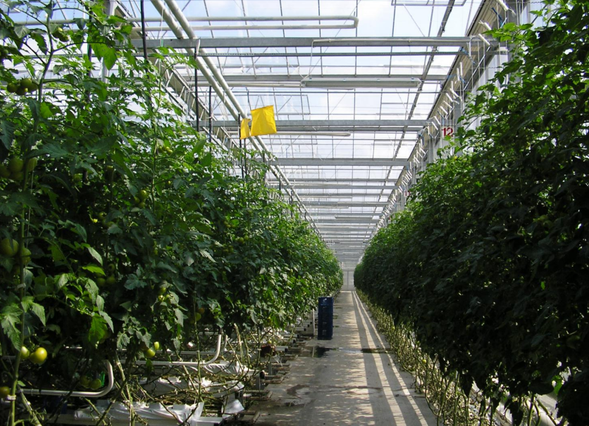 greenhouse manufacture