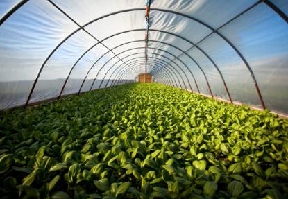 greenhouse