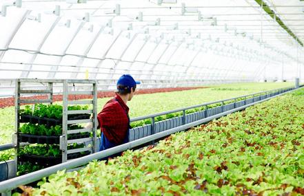 greenhouse