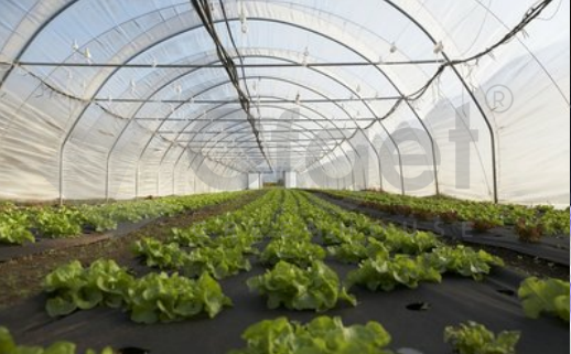 greenhouse