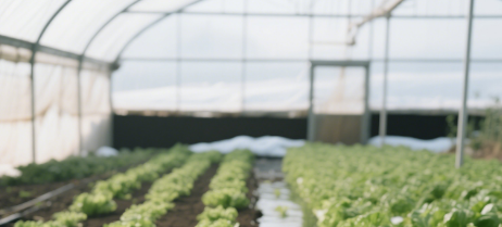 greenhouse