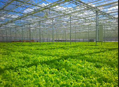 greenhouse