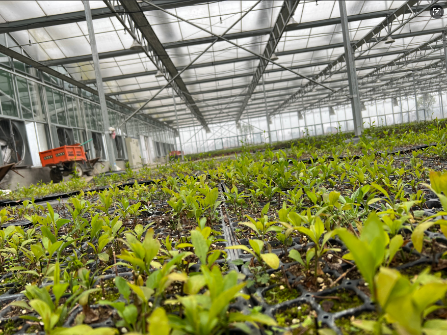 greenhouse
