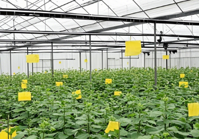 greenhouse