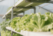 greenhouse