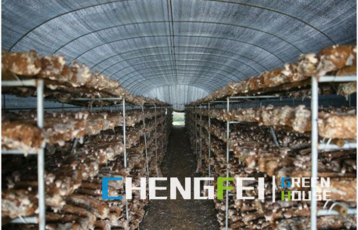 chiedza-kunyimwa-greenhouse-for-mushroom-(1)