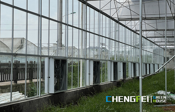 Multi-span-plastic-film-Greenhouse- (II)