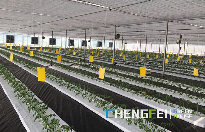 Multi-span-plastic-film, Greenhouse- (III)
