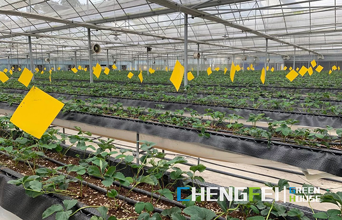 Multi-span-plastic-film, Greenhouse- (IV)