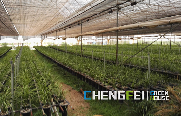 multi-span-plastique-film-greenhouse-ho-herbs