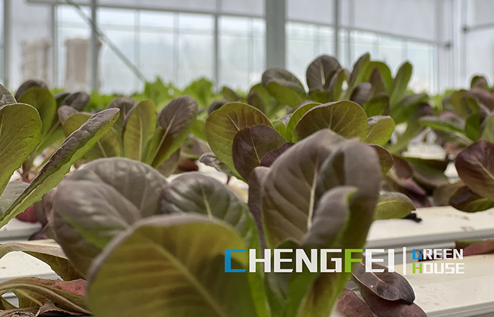 i-multi-span-plastic-film-greenhouse-for-vegetables