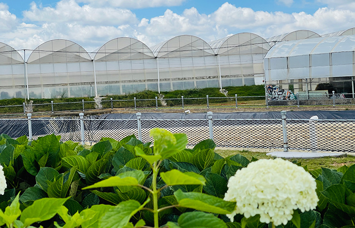 multispan-plastic-flim-greenhouse-for-flowers-(2)