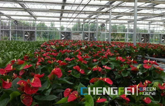 i-smart-glass-greenhouse-for-flowers