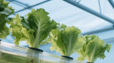 vegetable greenhouse