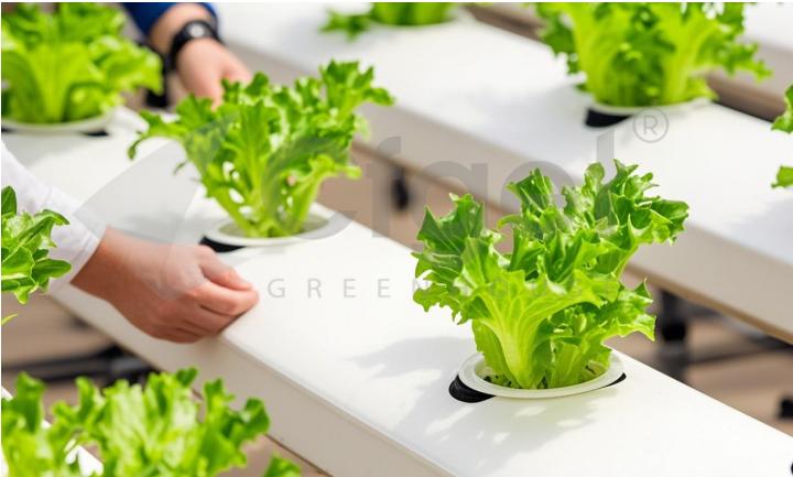 vegetable greenhouse