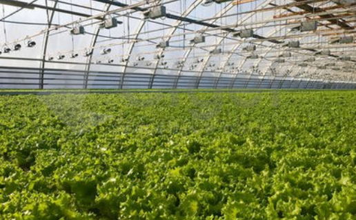vegetable greenhouse