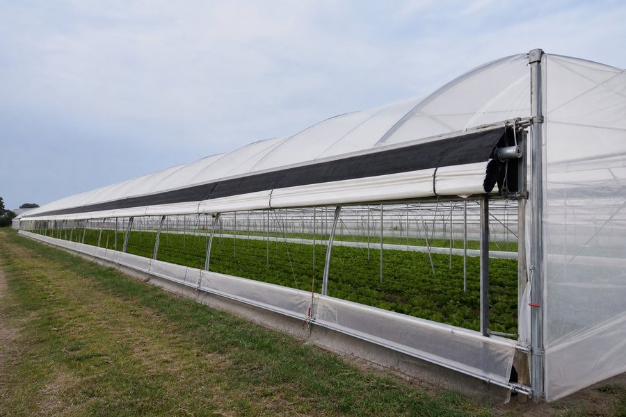 OEM Supply Lettuce Greenhouse - Light deprivation tunnel Greenhouse for sale – Chengfei