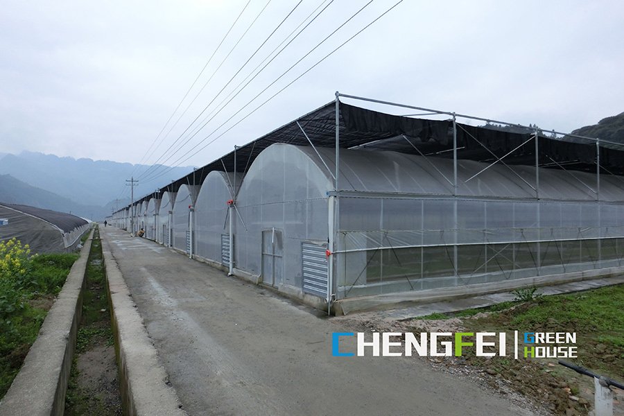 Commercial plastic green house with aquaponics