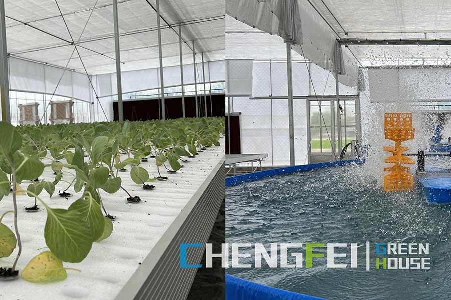 Large scale aquaponics system used into greenhouse