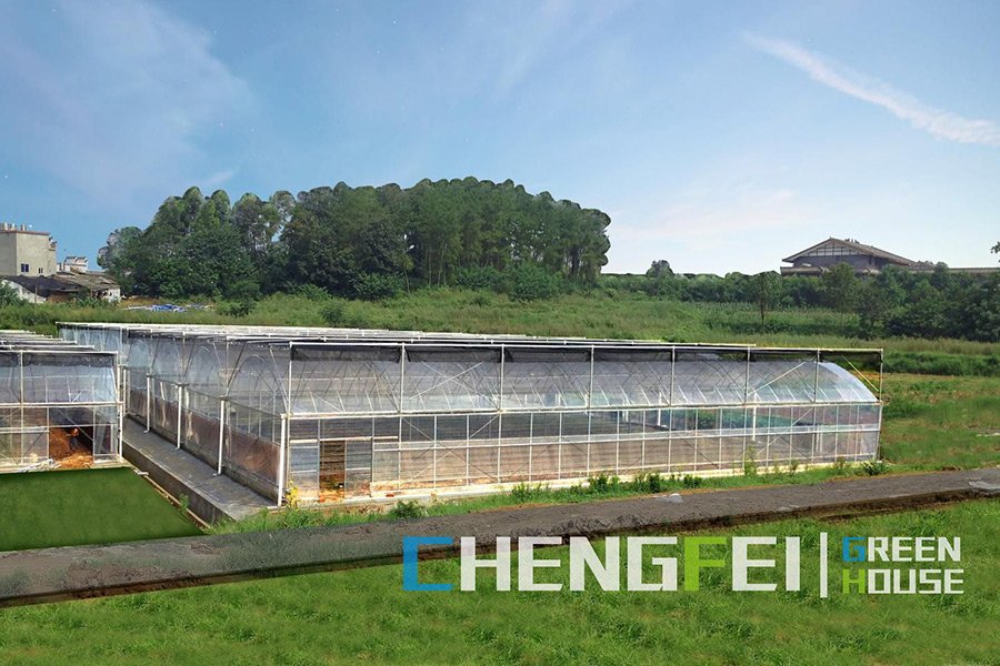 Multi-span film vegetable greenhouse