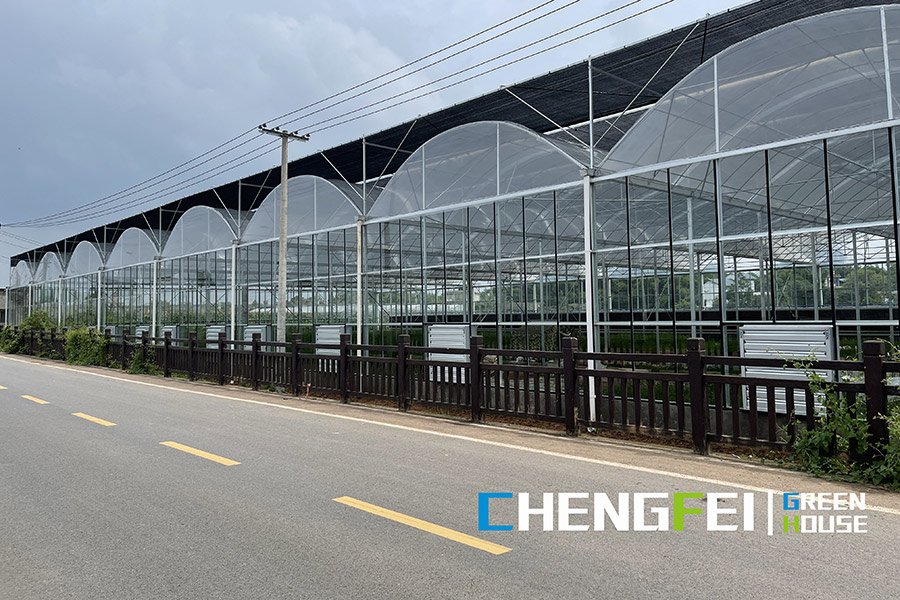 Multi-span plastic film vegetable greenhouse