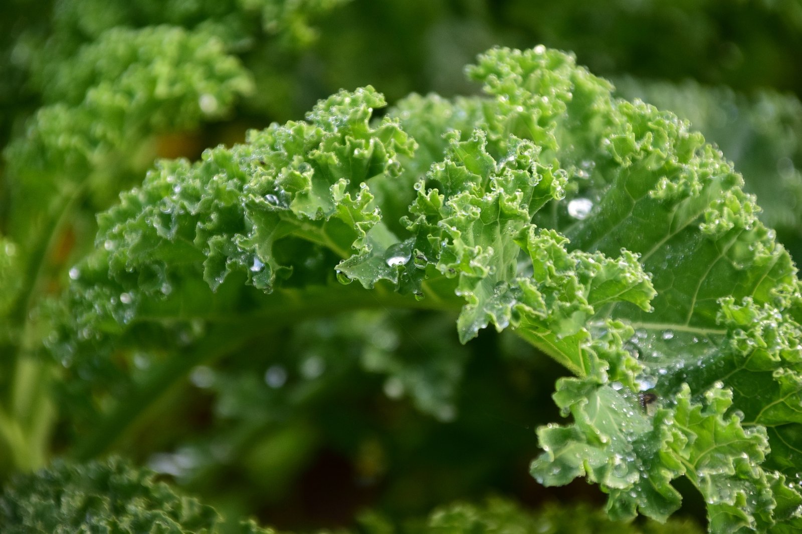 Can Smart Irrigation Systems Help You Grow More with Less Water?