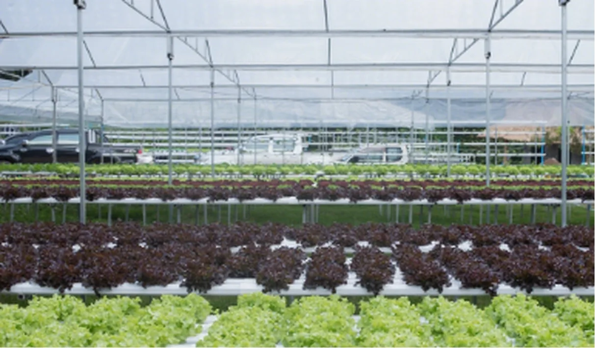 ChengfeiGreenhouse