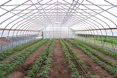 Commercial Greenhouse in Norway Farm