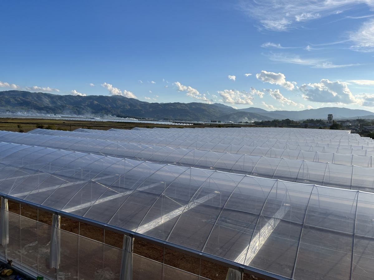 Commercial plastic film greenhouse with transparent flexible covering