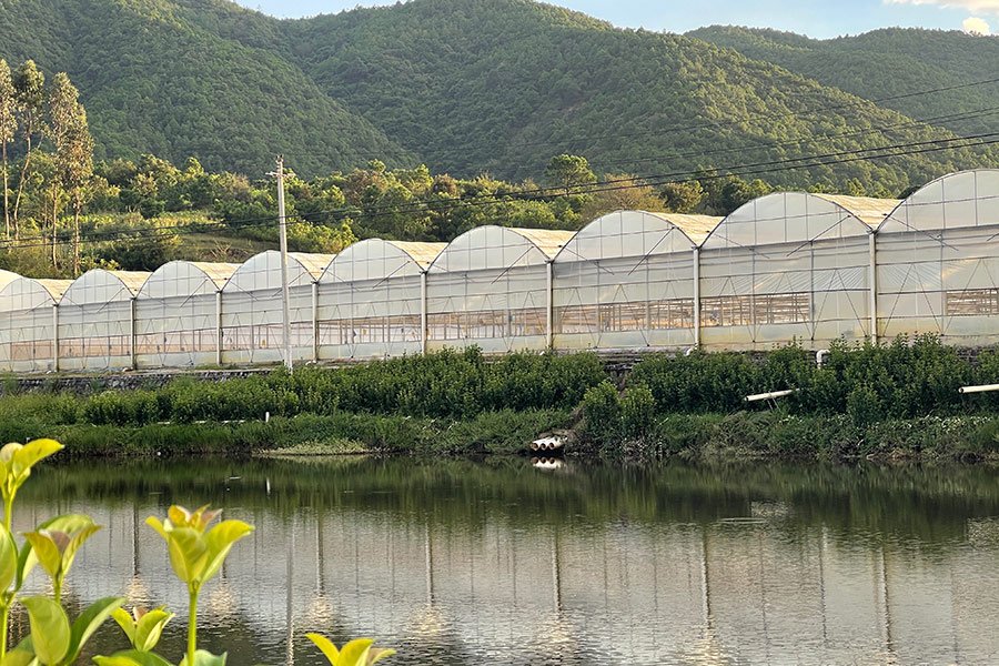 Ventilated plastic greenhouse with organized nursery crop rows