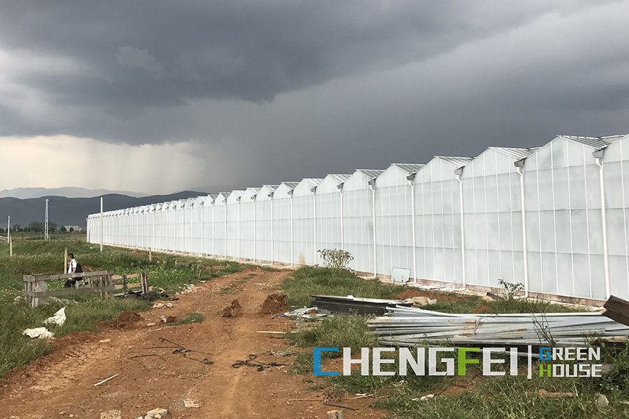 Large commercial greenhouse with tempered glass roof panels