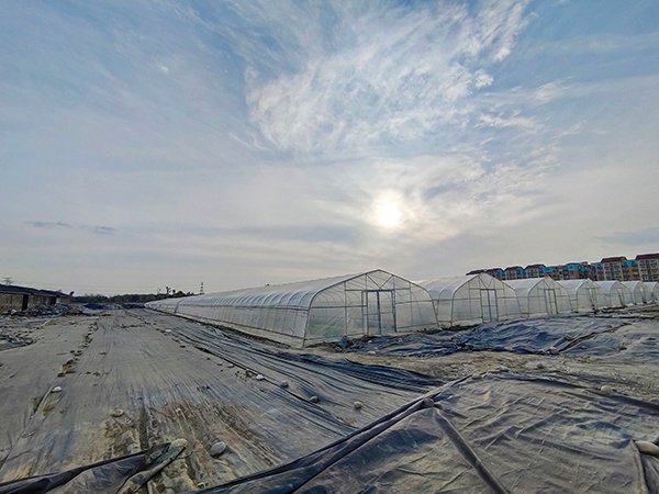 Prefabricated tunnel greenhouse project assembled from factory-made steel components